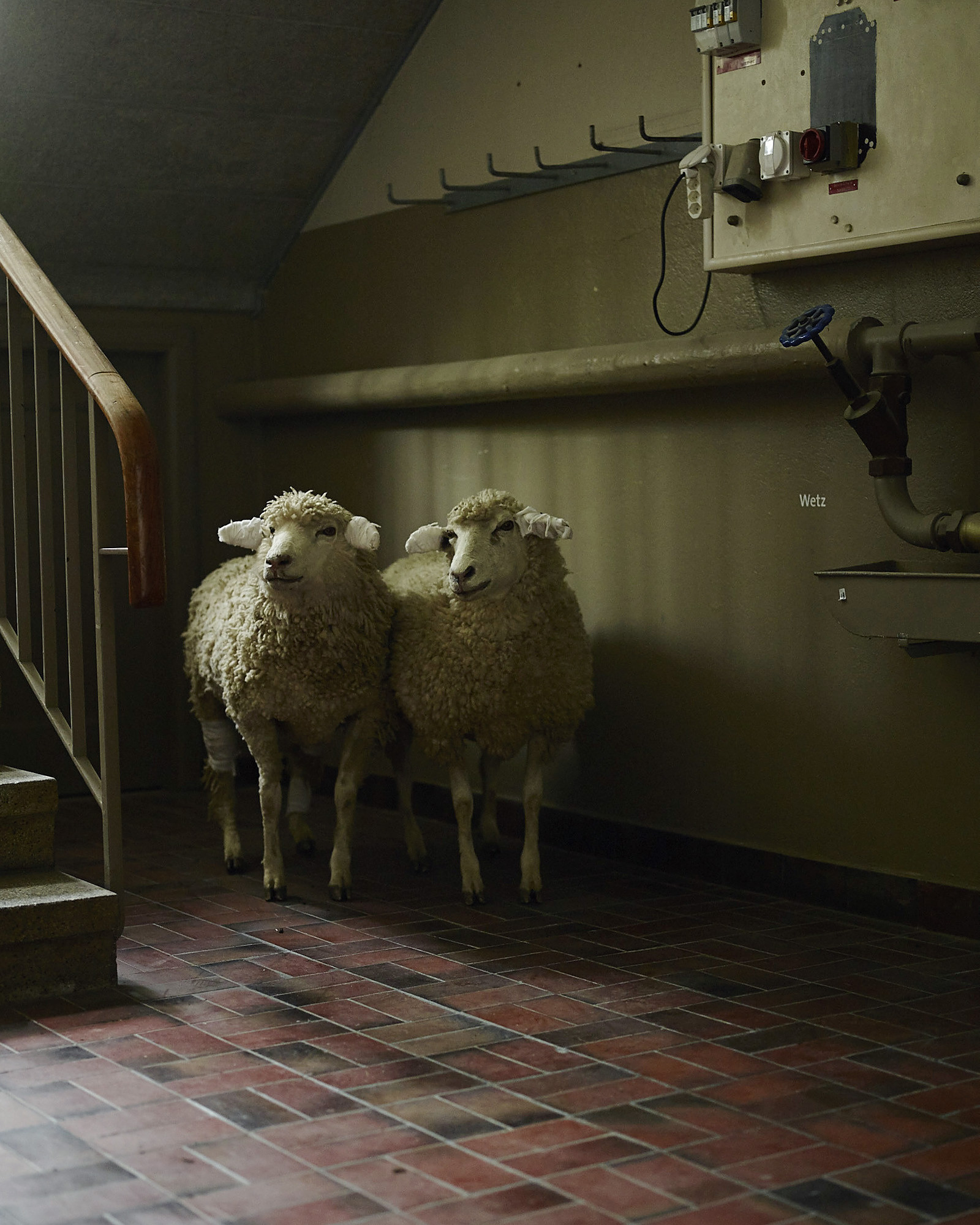 Wetz, Künstler & Kurator