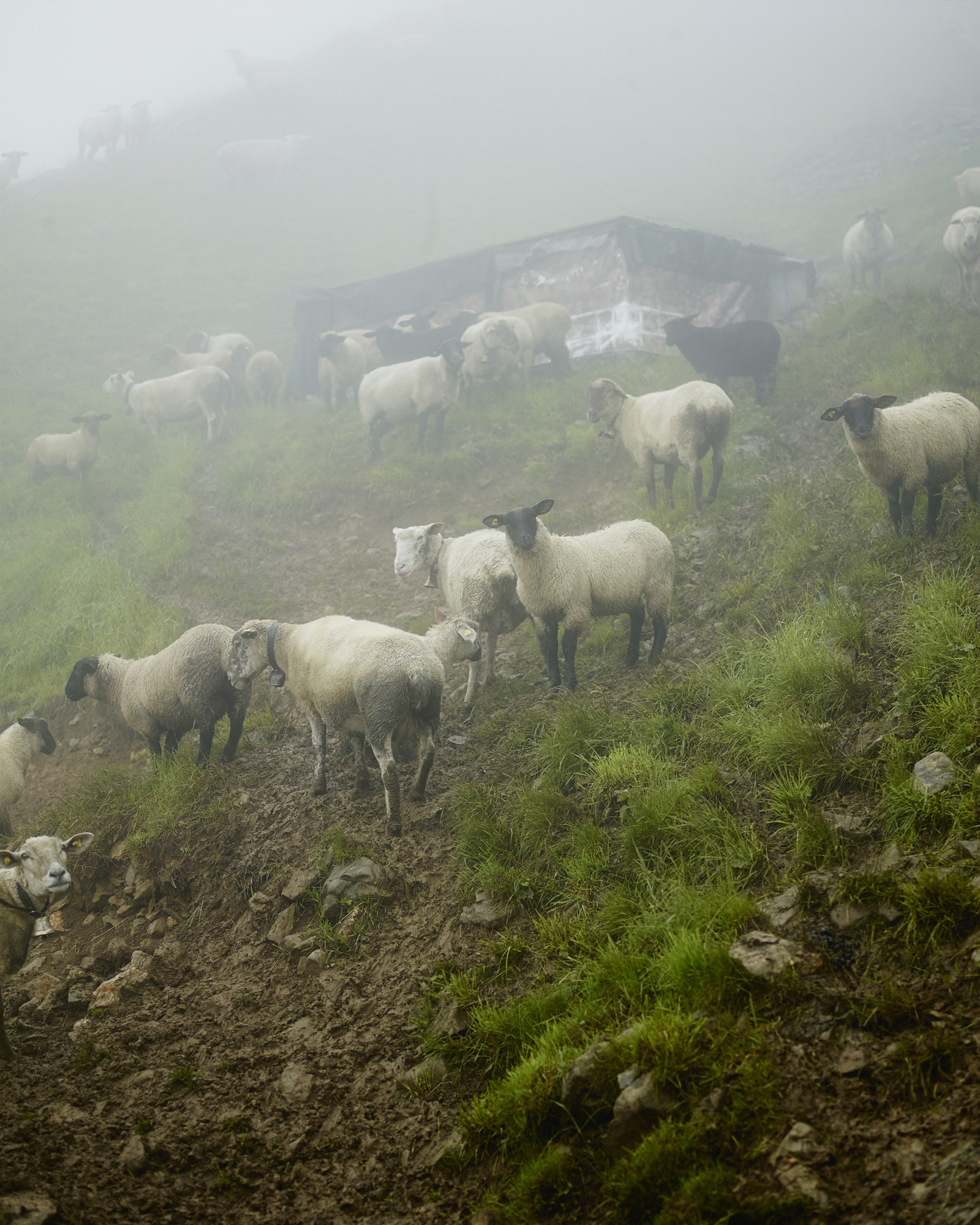 Karl Siegrist, Herdenschutz Lamas im Entlebuch