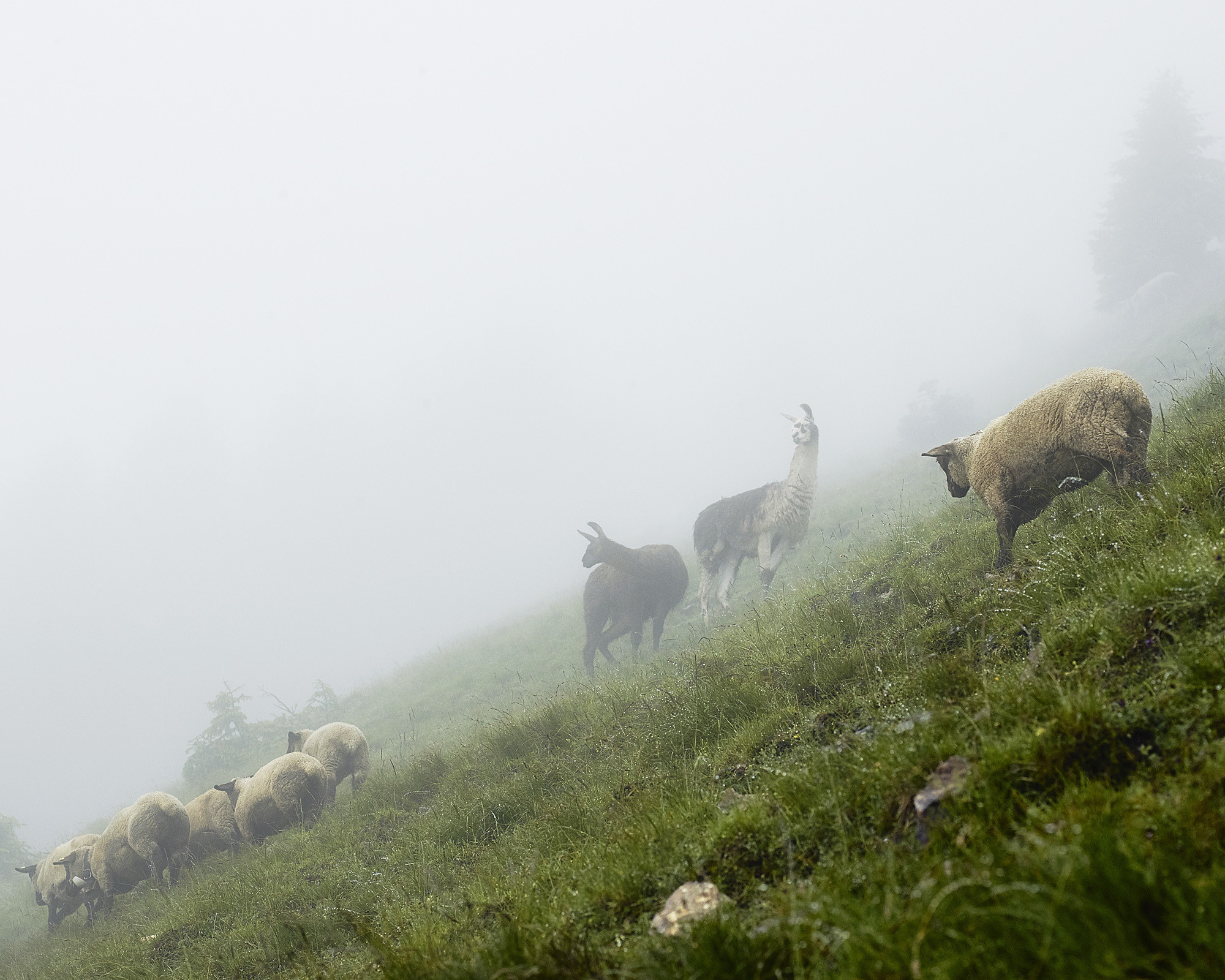 Karl Siegrist, Herdenschutz Lamas im Entlebuch