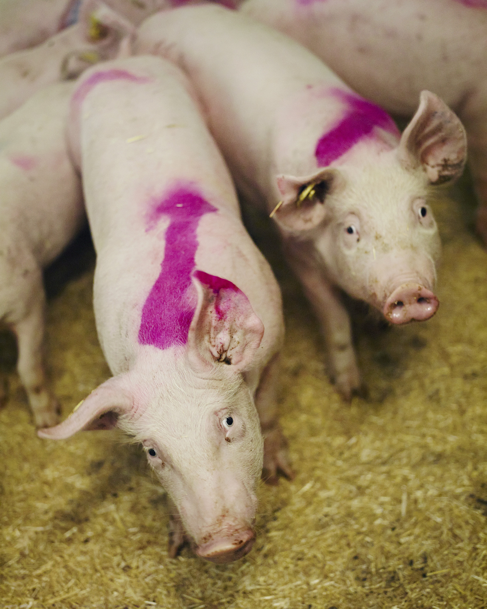 Suisag, Dienstleistungs- und Kompetenzzentrum der Schweizer Schweinebranche